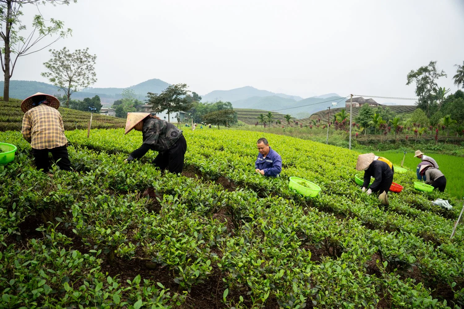 Đồi chè và người hái trà