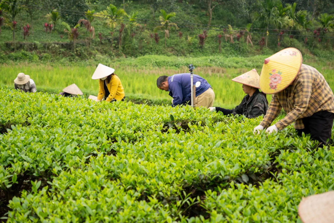 Người làm chè hái búp trà giữa luống chè