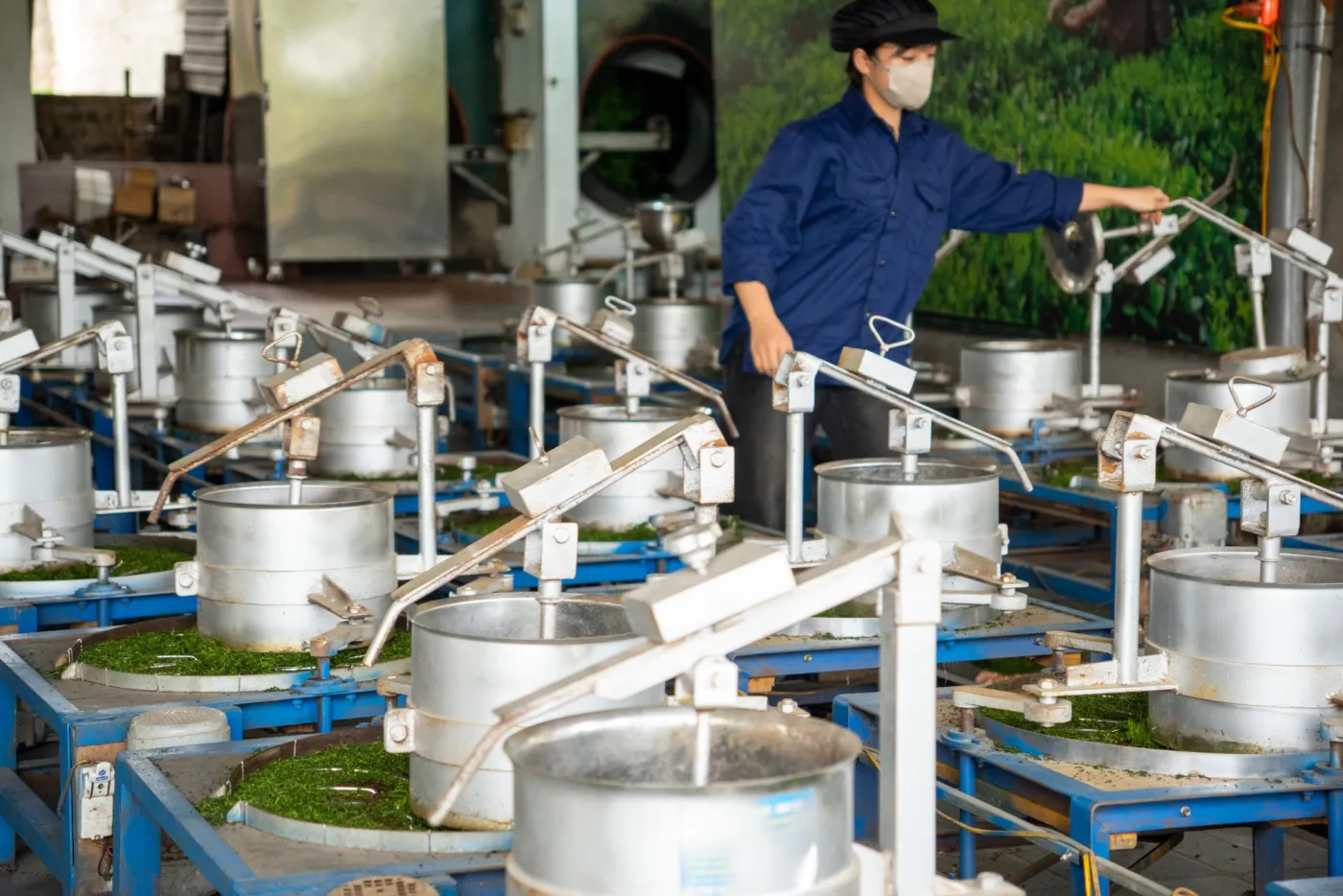 Dàn máy vò trà trong xưởng